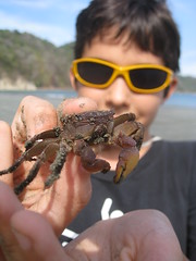 Nicholas & Crab