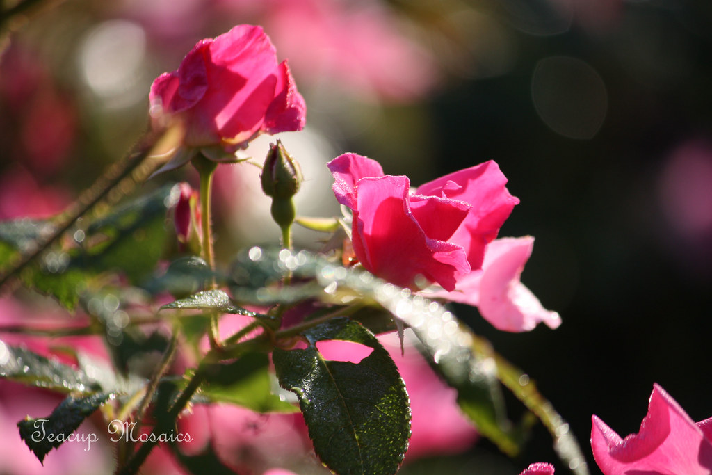 Morning-Roses
