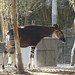 2009.251. Okapi