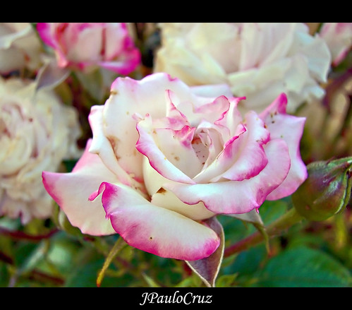 Rosas by JPauloCruz
