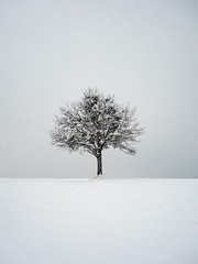 lonely tree in the snow