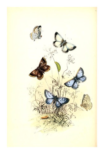 mariposa9