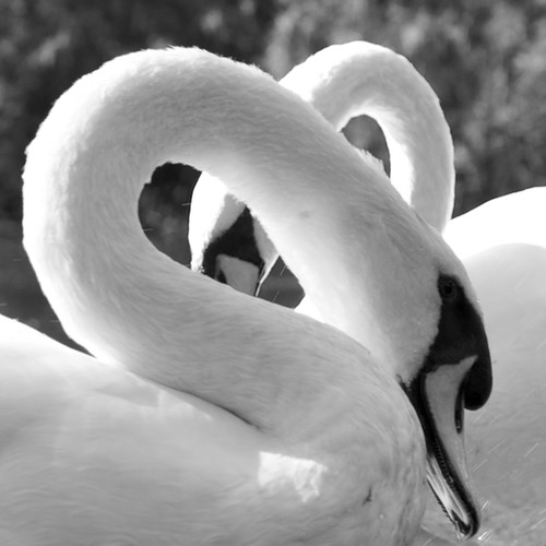 black and white photography love heart. Swan Love Heart Black amp; White