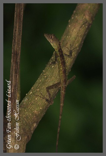 Green Fan-throated Lizard (Ptyctolaemus gularis)