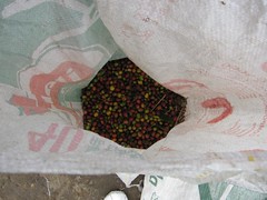 coffee beans in a agave sack