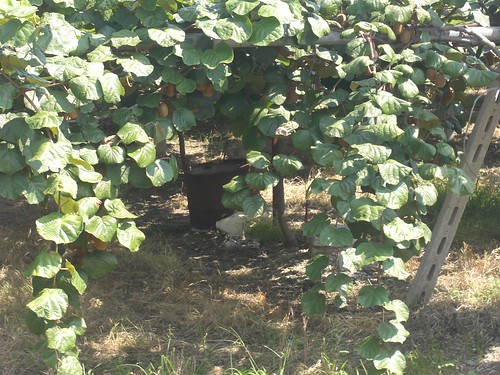 kiwifruit vine near mt olympus
