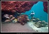 SCUBA Diving in cave