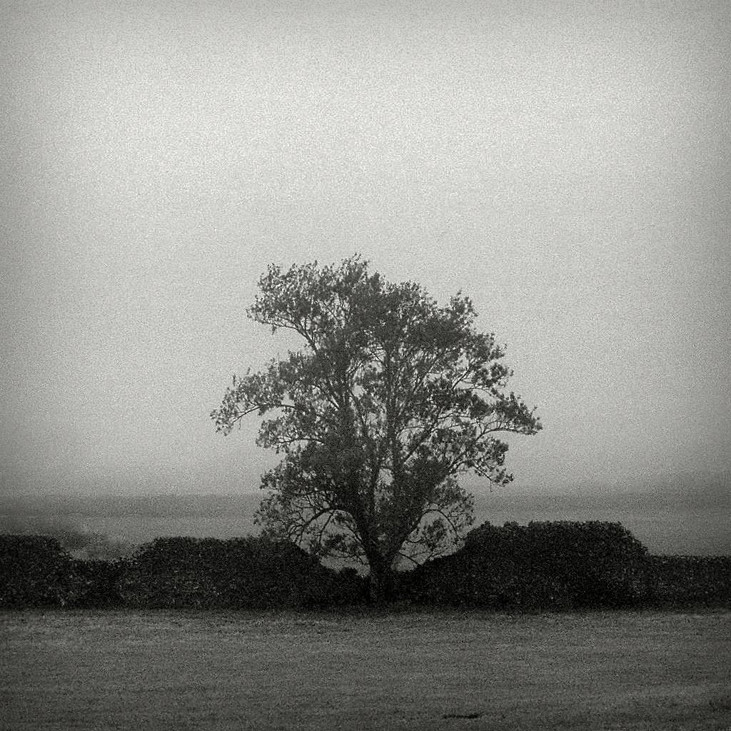 lonely tree #31970032 (2)