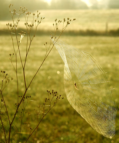 web in the weeds
