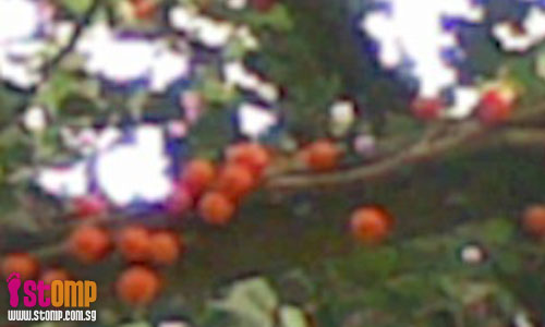 Ficus fruits grow on raintrees?