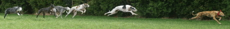 Topliste » Die schnellsten Hunde der Welt 