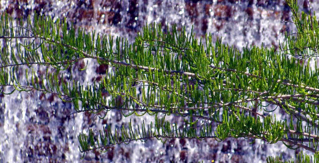 water pine