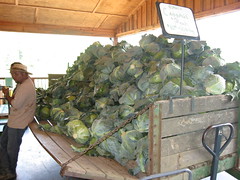 osage farms cabbage cart