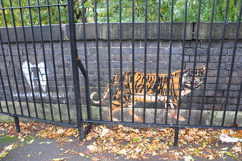 graffiti of tiger; photo taken so that the tiger looks like it's behind iron bars