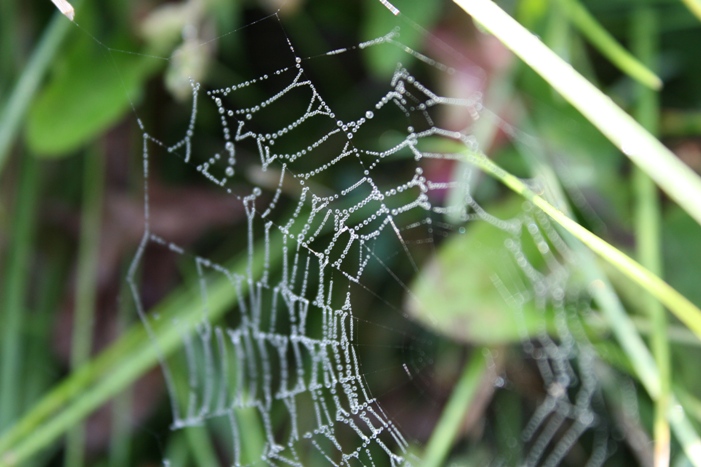 08-10-spiderweb