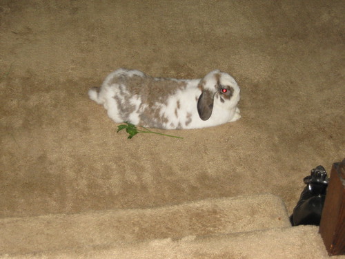 betsy and her lone stalk of parsley