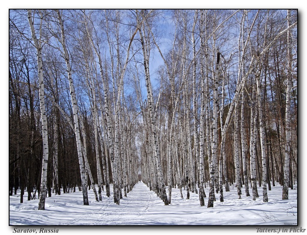 : Birch avenue in the forest