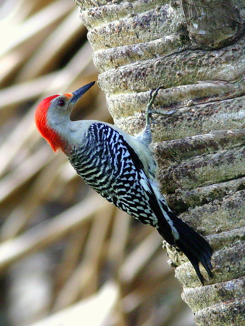Red-bellied Woodpecker Male 20090107
