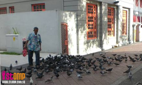 Uncle feeds pigeons despite 'No Feeding' sign at Bencoolen Street