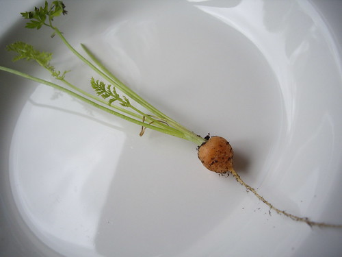 World's Smallest Carrot