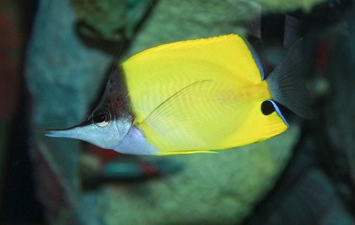 Longnose Butterflyfish - Forcipiger flavissimus