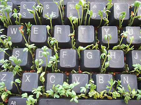 Keyboard Seedling Starter