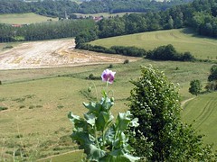 View from, Chateau de Coucy, France 2008.