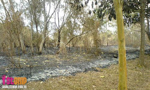 Look at the damage wreaked by S'pore's own bush-fire in Sengkang