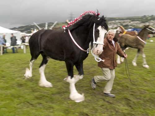 Shire Horse Show - On The Run
