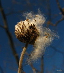 Autumn seed