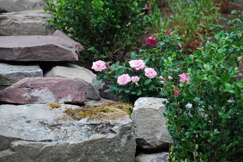 Terrace Garden Roses