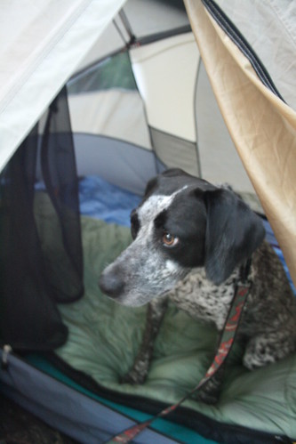 Misty in Tent