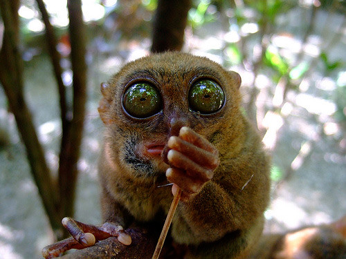 tarsier-philippines-06 by you.