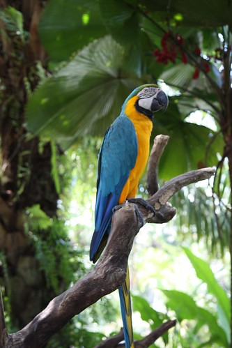 at the Bali Bird Park