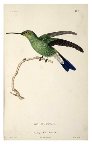 021-Les Trochilidées ou les Colibris et les Oiseaux-Mouches… 1832- René Primevère Lesson- DGZ–Göttinger Digitalisierungszentrum