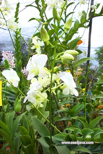 Sien Orchid - Pasuruan