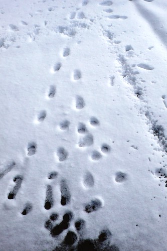 Cat Footprints in the snow February 2009