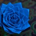 blue duct tape rose
