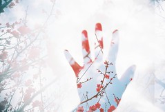 掌に梅 plum blossoms on my hand