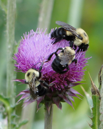 bumblebees on thistle