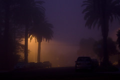 925 - Foggy morning