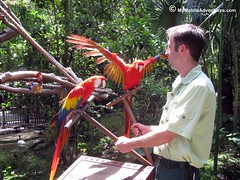 IMG_1306-WDW-DAK-pair-scarlet-macaws