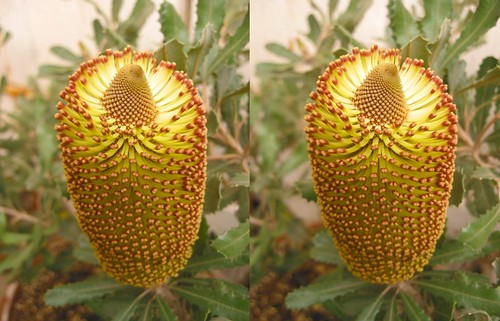 Cross eye 3D Banksia media flower spike by Barna 