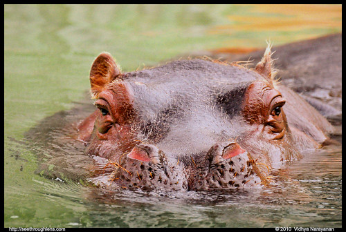Hippos In Water. in water. Hippos are large