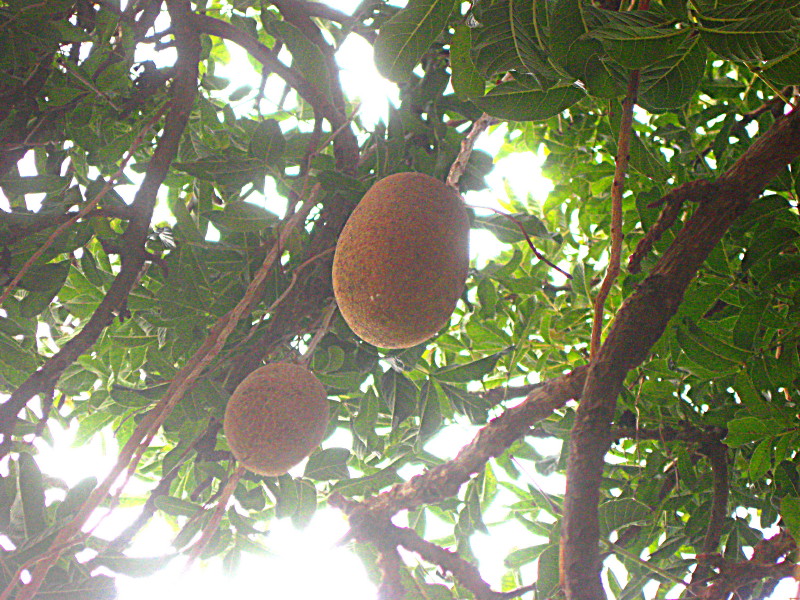 26-1-2009-kigelia-fruit-in-tree