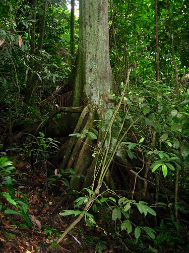 Images Of Plants In The Rainforest. plants in the rain forest