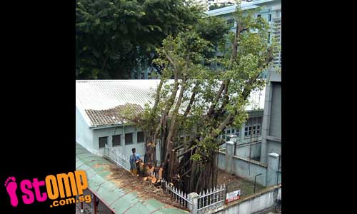 Please DON'T cut down this old tree at Eu Tong Sen St