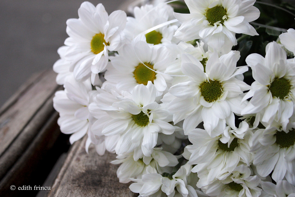 the most gorgeous white flowers 1