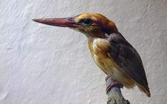Kingfisher (stuffed)