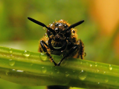 フリー画像|節足動物|昆虫|蜂/ハチ|雫/水滴|フリー素材|